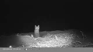 жизнь возле норы степного кота . life near the hole of a steppe cat