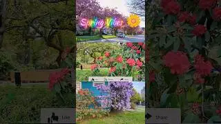 Spring Vibes | Cherry Blossom & Spring Flowers | Canadian Spring | Life Travel by Kris #shorts