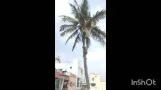 kovai tree cutters ( house inside tree ,small branch  and big branch full tree cutting)7010014306