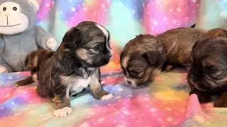 Maya’s Shorkies 
