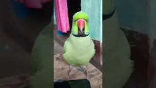 मम्मी एक गिलास पानी दे दो #parrot #funny #funnyanimal #funny #funnyparrot #funnyvideo #funnyshorts..
