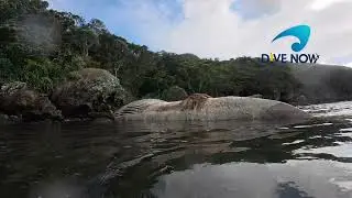 Whale washed up on a local island