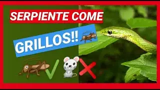 SERPIENTE VERDE COME GRILLOS!!!!🦗🦟🐜