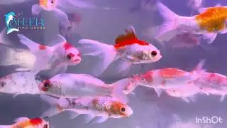 New fish stock 28 January 2026 @sheelafishouseagra 