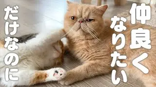 これは仲良し？いつも一緒の猫に癒される毎日！【エキゾチックショートヘア/マンチカン】