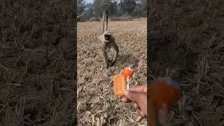 Hanuman Langur Ne Liya Biscuit | Funny Monkey Video 😂🐒