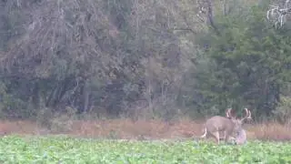 190   WHITETAIL