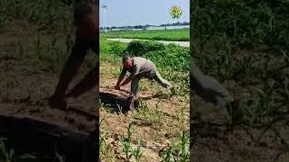 Pipeline Venting Blast in Cornfield: High-Pressure Incident