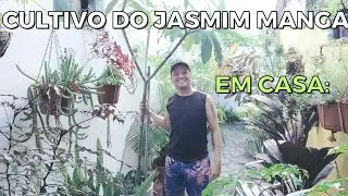 Guia Completo: Como Replantar e Cultivar Jasmim-Manga em Casa