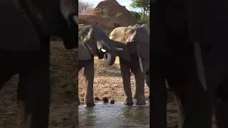 Hathiyo ke bare main ye Sach app nhi jaante! #shorts #facts 🐘🐘