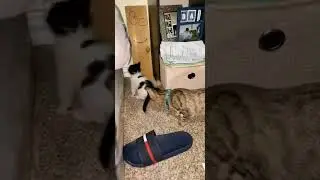 Why are cats so difficult to understand???? #catshorts #understanding #catsareweird #vforviral #cat