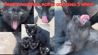 Despite hardships, mother cat raises 5 kittens.#11