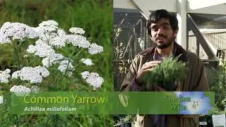 Garden Wise: Native Plants - Pollinator Garden