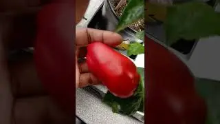 #peppers #garden #gardening #naturesthumb @naturesthumb #vegetables