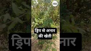 Drip se anar ki kheti #pomogranate #anar #farming