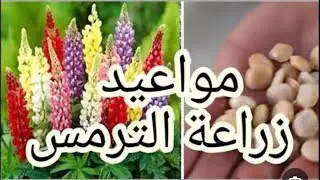 مواعيد زراعة الترمس وطرق زراعته