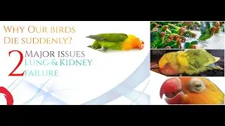 Why Our Birds Die Suddenly? | Kidney failure | Lungs Failure | Tips and Care |