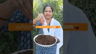 Tea☕️ powder magic (Homemade Liquid fertilizer for Plants) #gardening#shorts #telugushorts#ytshorts