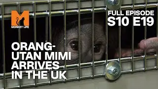 Baby Orang-utan Mimi Arrives In The UK | Season 10 Episode 19 | Full Episode | Monkey Life