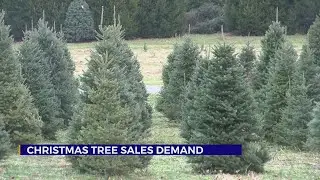 High-demand and low-supply: Christmas tree suppliers seeing record sales this holiday season