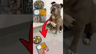 Barf je Rockyho život 🥩🔗🍗 #barf #drock777 #amstaff #dogtrening #foryou