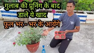 Rose Fertilizer After Pruning | Secret of Continuous Flowering in Rose | Rose Pruning | Rose Care