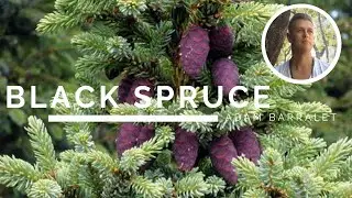 Black Spruce - The Oil of Eternal Wonder