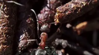 Macro Red Ants Stock Video