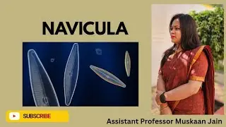 Navicula (Notes👇)