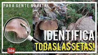 🍄 Aprende a IDENTIFICAR SETAS con esta SENCILLA APLICACI&Oacute;N! **F&Aacute;CIL Y R&Aacute;PIDO**