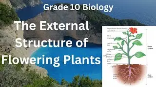The External Structure of Flowering Plants (Grade 10 Biology)