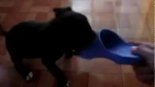 ENTRENANDO MI PITBULL DESDE PEQUE&Ntilde;O (SACHA)