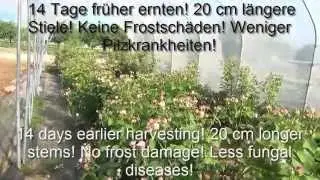 Outdoor-Roses in the field with 14 days earlier harvest/Rosen im Freiland mit 14 Tage fr&uuml;herer Ernte