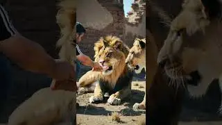 Feeding Lions Up Close 🦁🥩｜Real Wildlife-Human Interaction