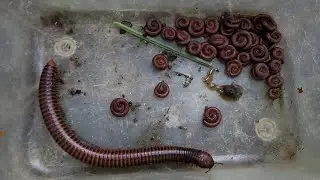 Best Discovery 1 Giant Millipede, Hundred Small Red Millipedes Discovered