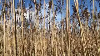 In the reedbed