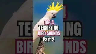 Real life angry bird! #birds #animals #birdsounds