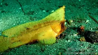 HDObservations : Cockatoo Waspfish (4K UHD)