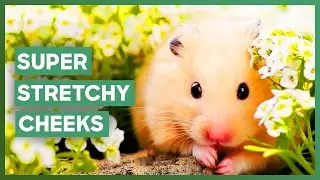 Why Hamsters Have Such HUGE Cheeks | How Do Animals Do That?