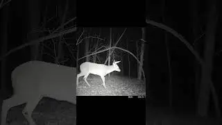 Looks Like They Got Beat Up During the Rut 1/13/2026 #shorts