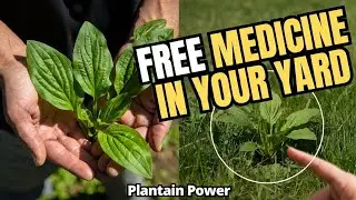 Harvesting Plantain: Free Medicine Growing in Your Yard (Complete Guide)