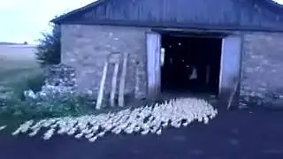 По команде русского мужика утки маршируют в сарай. Russian man orders