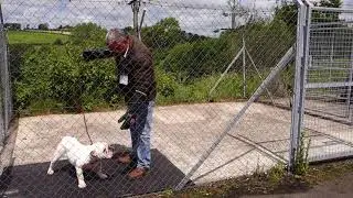 Dog Behaviour Assessment (2018) - Dog Expert Witness - Nick Jones MA