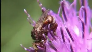 Feeding Hover Fly in close up