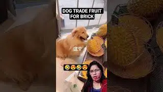 dog trade brick for fruit 😜#funny #pets #doglover #shorts#dog#fypシ゚#viral #corgi#memes #viralshorts