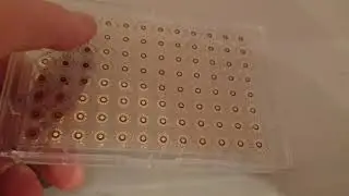 Electrode array in multiwell format - microtitre plate