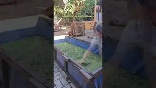 CARA MENANAM TANAMAN AZOLLA | #ayam #ayamberkualitas #peternakan #azolla #tumbuhan #pakanalternatif