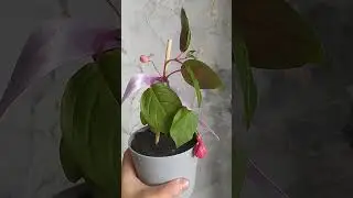 Фуксии с Wildberries #домашниерастения #plants #фуксии #суккуленты #кактусы #сциндапсус #garden