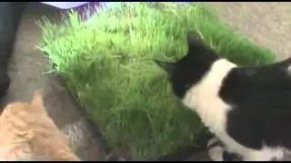 Do Cats need GREENS??