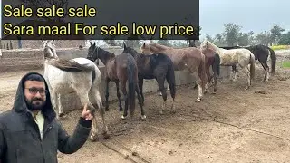 4 vacherian 1 vachera for sale | Desi horse sale in Pakistan
